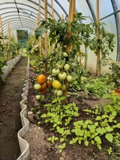 В отделении круглосуточного пребывания для граждан пожилого возраста и инвалидов в деревне Пролетарское каждый год собирают урожай овощей и фруктов