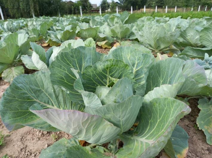 В отделении круглосуточного пребывания для граждан пожилого возраста и инвалидов в деревне Пролетарское каждый год собирают урожай овощей и фруктов