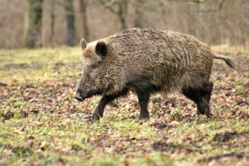 Изменились правила охоты на дикого кабана в Беларуси