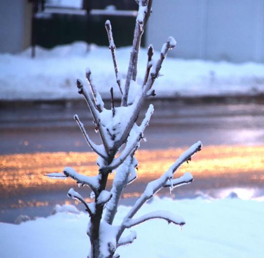 Фоторепортаж: город, деревья и дома в ледяном и снежном плену