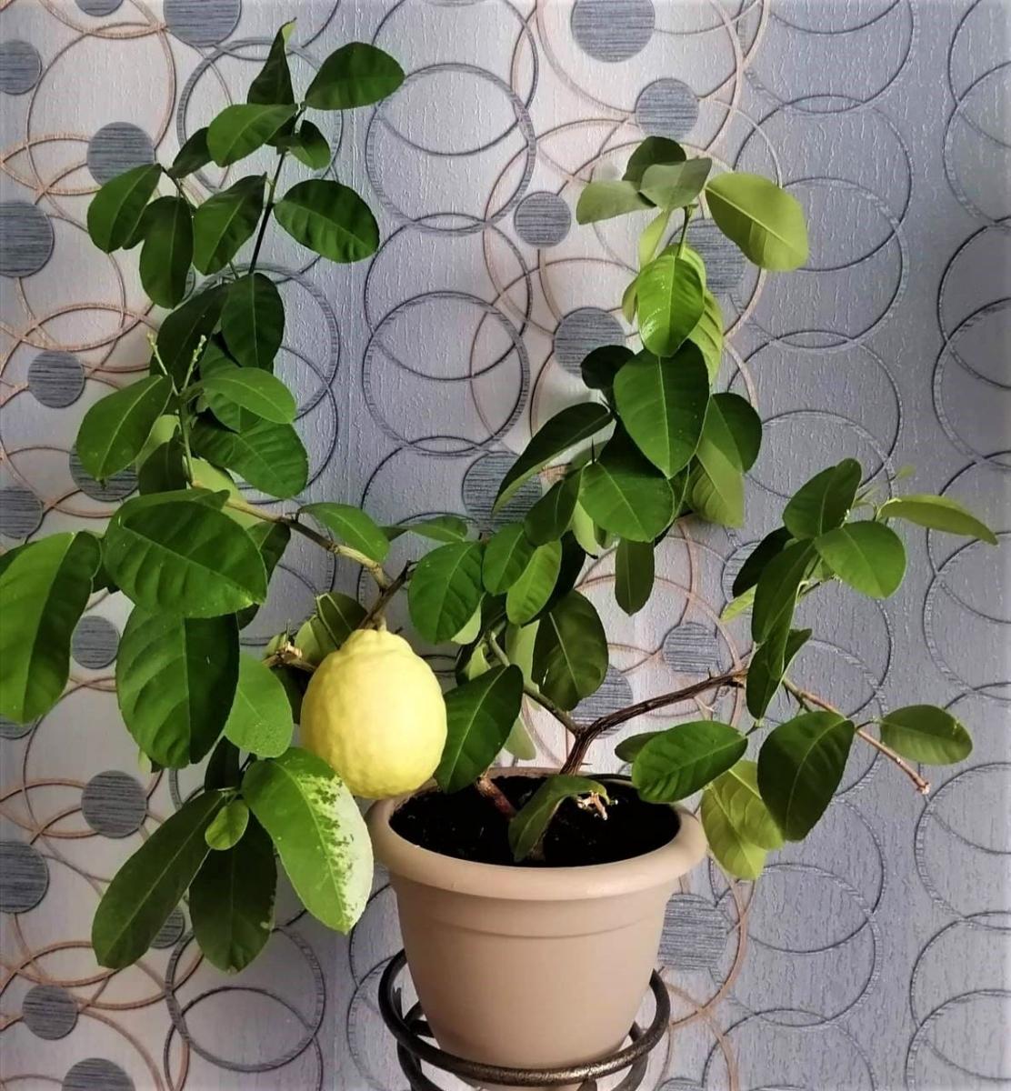 Жительница Костюковичей вырастила дома 600-граммовый лимон
