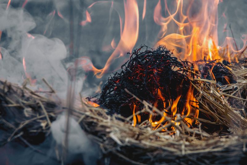 С начала года в Могилевской области произошло 86 пожаров сухой растительности