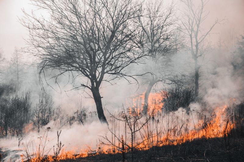 Лесной пожар тушили в Костюковичском районе