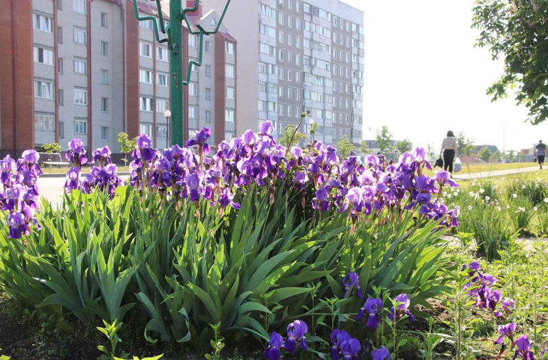 Вы только посмотрите, как цветет и хорошеет наш славный город Костюковичи