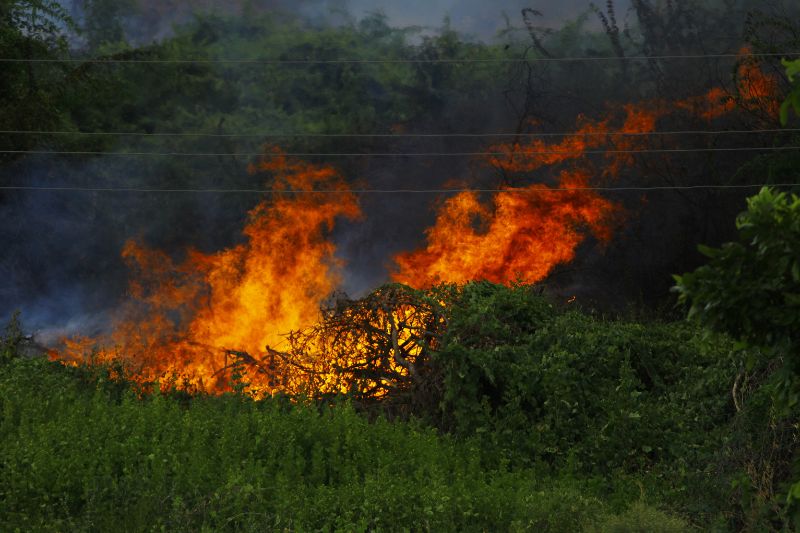 Как в Беларуси борются с лесными пожарами