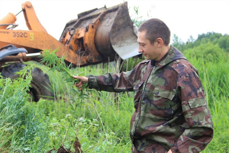 Поле конопли уничтожили в Костюковичском районе