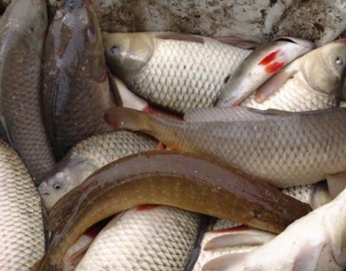 За время весеннего запрета на лов рыбы выявлены 54 правонарушения и 6 преступлений