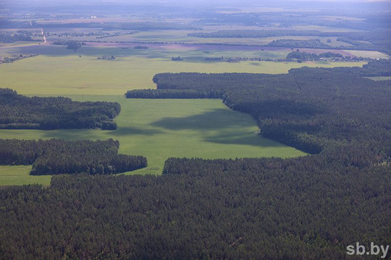 Запреты и ограничения на посещение лесов сохраняются в 98 районах Беларуси