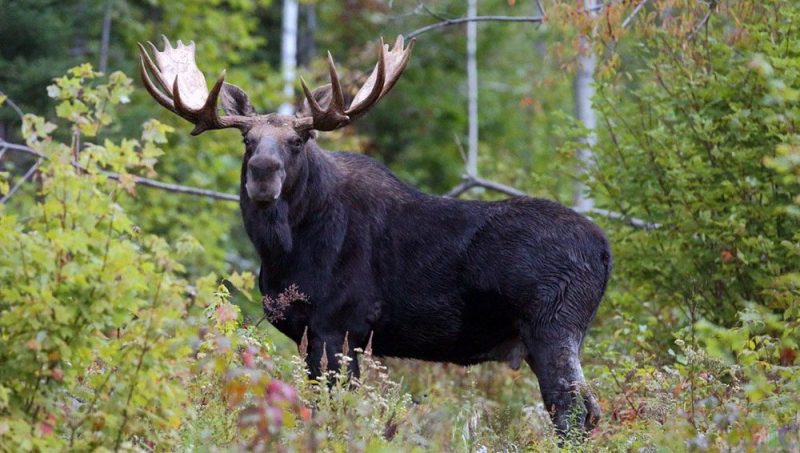 Охота на лося, оленя благородного и лани на территории радиационного загрязнения запрещена