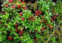 Собирать бруснику в Могилевской области разрешено с 14 августа. Но есть нюанс