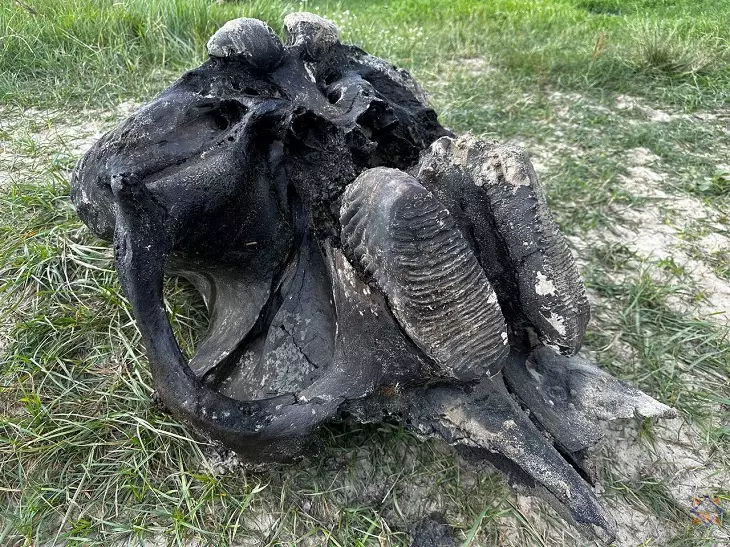 В Беларуси обнаружили останки мамонта