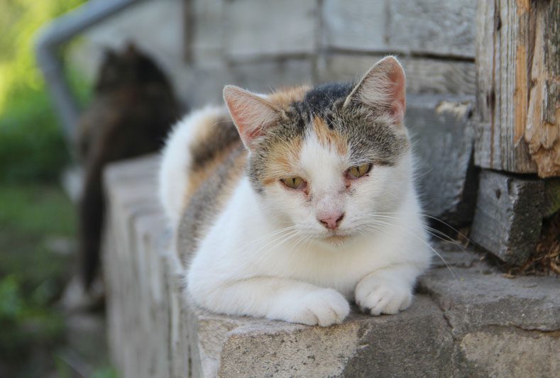Кошкин дом: как под одной крышей с хозяйкой Натальей Маковеевой и ее супругом живут почти 50 кошек и 7 собак