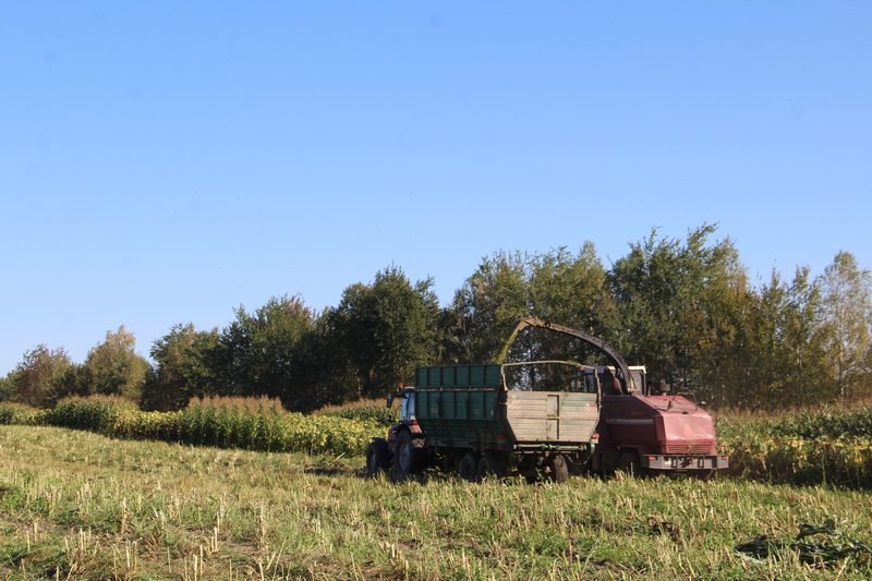 Обеспечение кормовой базы для поголовья крупно рогатого скота: в Костюковичском районе убирают подсолнечник в полосных посевах