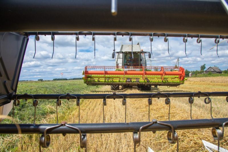 В Беларуси собрано более 9,5 млн тонн зерна, включая рапс. Погода не стала помехой