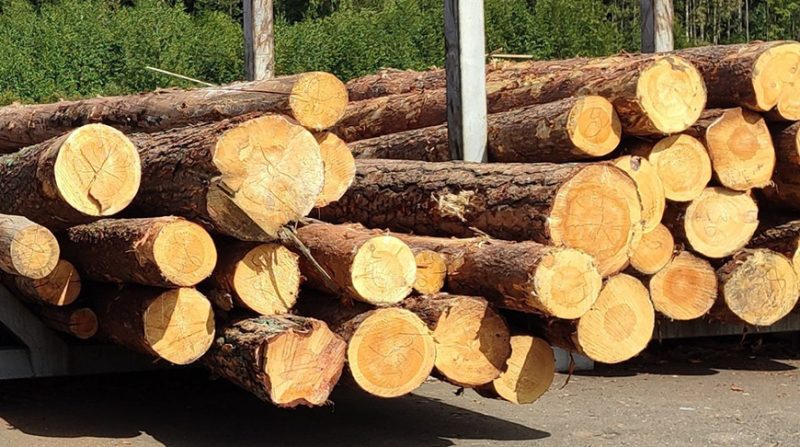 Бывший руководитель Чаусского лесхоза привлечен к уголовной ответственности за махинации с древесиной