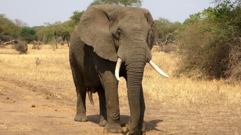 В результате засухи в национальном парке Зимбабве погибли около 100 слонов