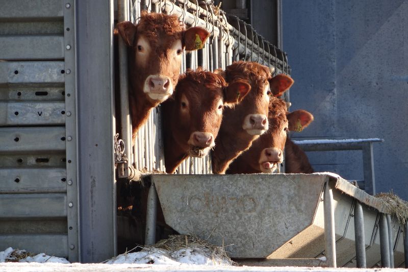 КГК продолжает контроль за ходом зимне-стойлового содержания скота в хозяйствах региона