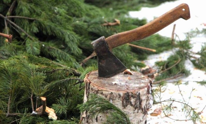 Костюковичская райинспекция природных ресурсов и охраны окружающей среды призывает всех жителей района отказаться от самовольной рубки деревьев