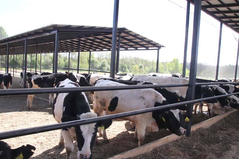 Филиал № 1 «Цемагро» БЦЗ ввел в эксплуатацию новую выгульную площадку для содержания быков группы откорма