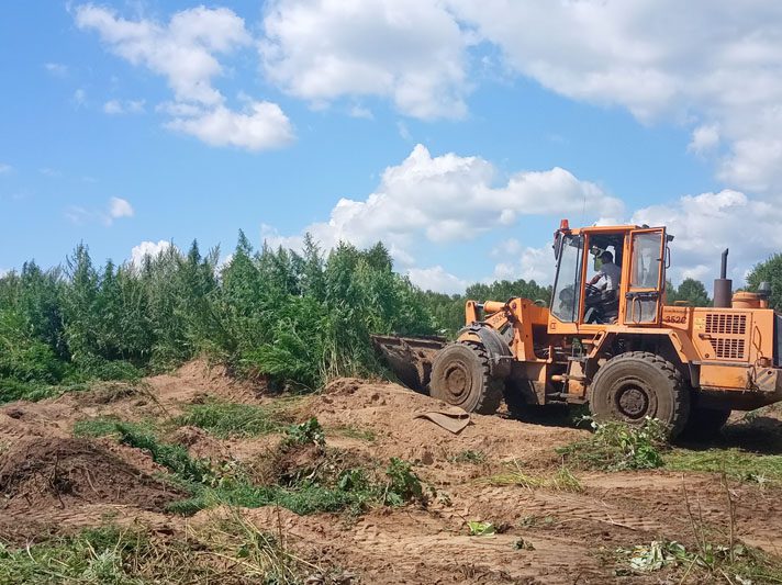 1,5 гектара конопли выявили в Костюковичском районе