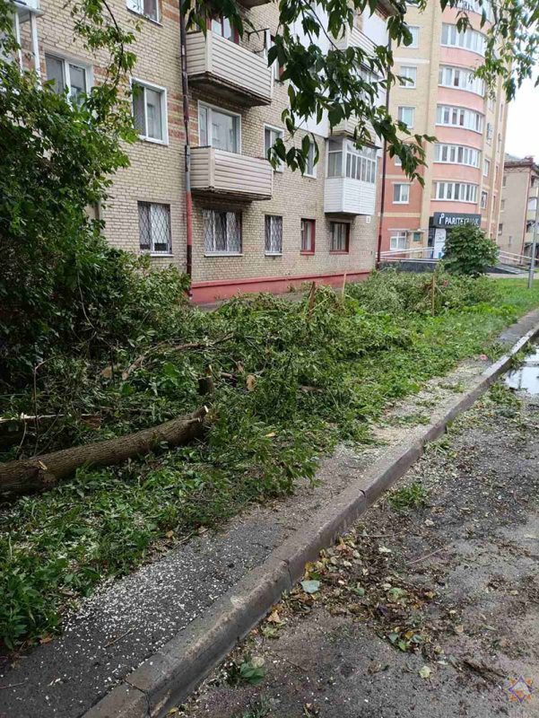 Аварийные службы убрали почти 100 упавших из-за непогоды деревьев в Могилевской области