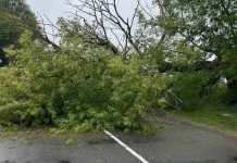 В Могилевской области сильными порывами ветра повалило 16 деревьев