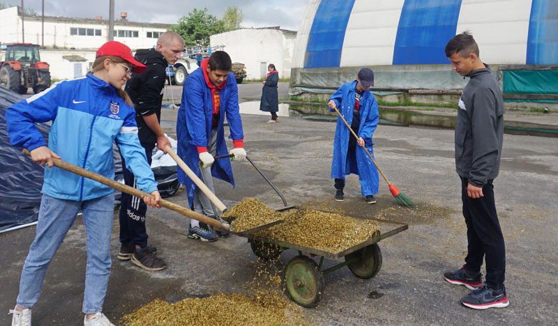 Молодежь в помощь: студотряды продолжают работу в сельхозорганизациях Костюковщины