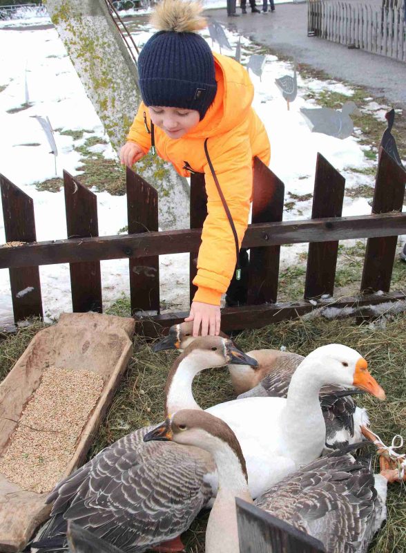 Как в Белой Дуброве праздновали "Гусінае свята"