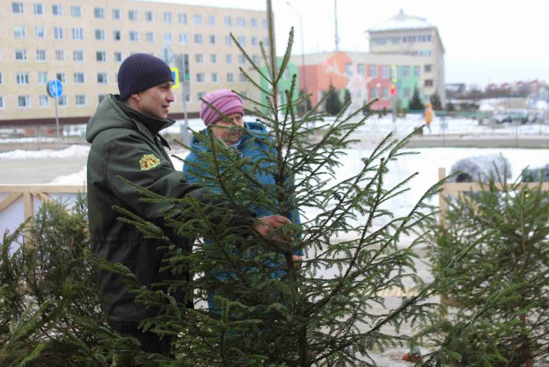 В Костюковичах 21 декабря стартовала реализация елей, новогодних деревьев в кадках и букетов