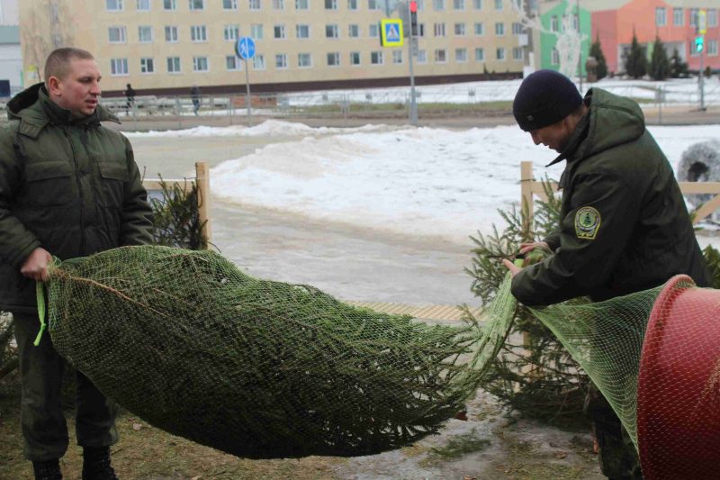 В Костюковичах 21 декабря стартовала реализация елей, новогодних деревьев в кадках и букетов