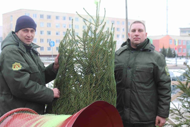 В Костюковичах 21 декабря стартовала реализация елей, новогодних деревьев в кадках и букетов