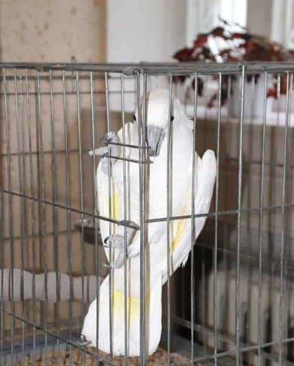 Костюковчан приглашают прикоснуться к «Миру больших попугаев»