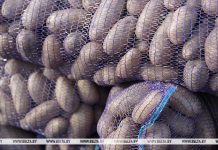 Лукашенко: надо вырастить столько картофеля, чтобы хватило и нам, и России