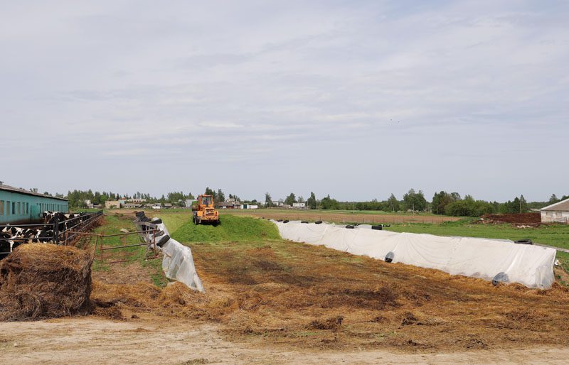 В Костюковичском районе активно идет заготовка кормов из трав первого укоса