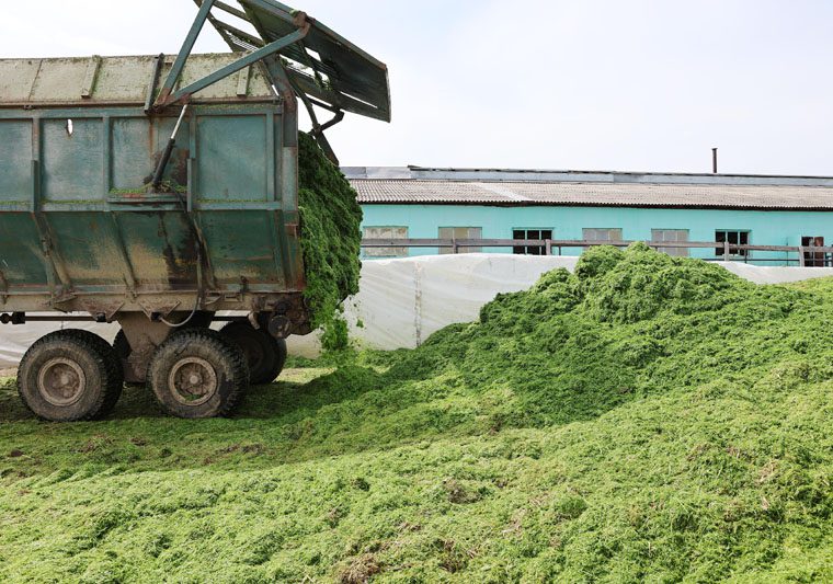 В Костюковичском районе активно идет заготовка кормов из трав первого укоса