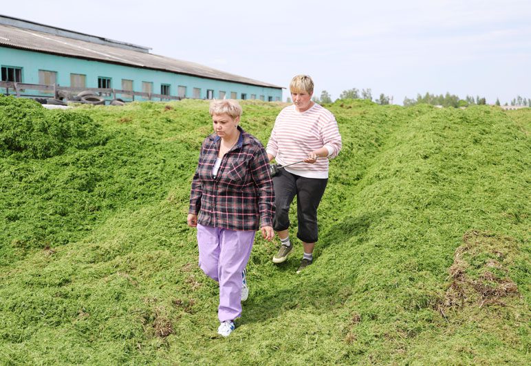 В Костюковичском районе активно идет заготовка кормов из трав первого укоса