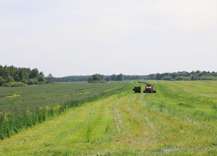 В Костюковичском районе активно идет заготовка кормов из трав первого укоса