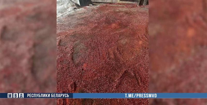 В Костюковичах задержали заведующую складом и руководителя фермы — они украли 36 тонн удобрений