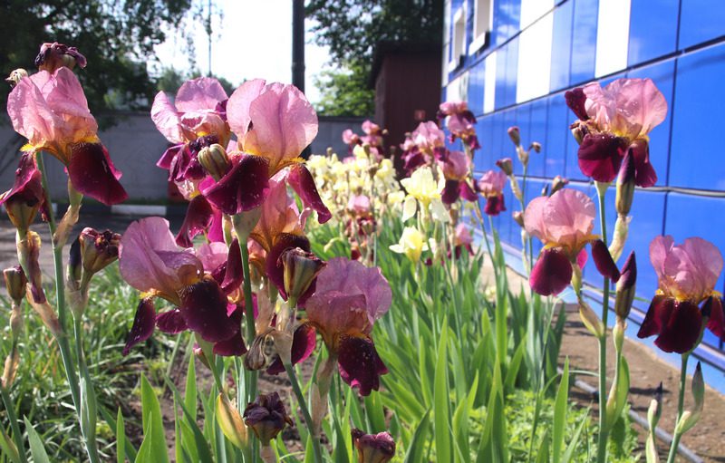 Ухоженная территория, малые архитектурные формы, красивый дизайн - все это создано руками работников Могилеввторчермета