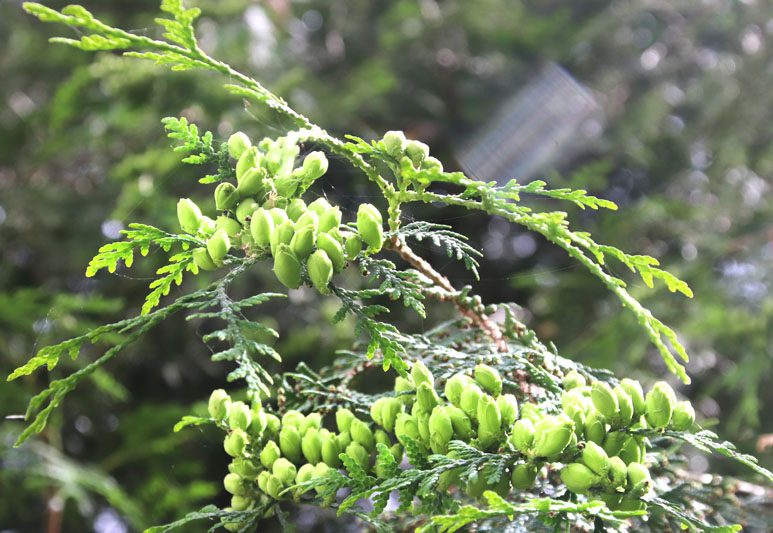 В Костюковичском лесхозе уделяют большое внимание благоустройству