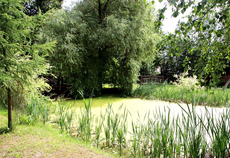 В Костюковичском лесхозе уделяют большое внимание благоустройству