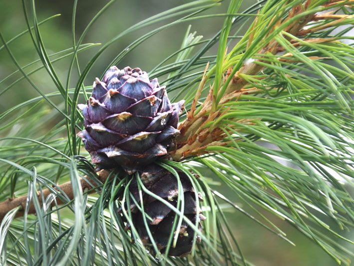 В Костюковичском лесхозе уделяют большое внимание благоустройству