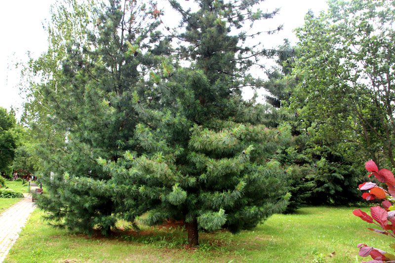 В Костюковичском лесхозе уделяют большое внимание благоустройству