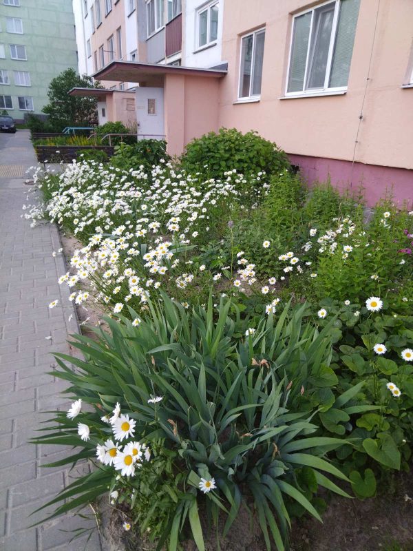 Узнали, где в Костюковичах можно найти ромашковое поле