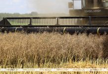 В Беларуси началась уборка озимого рапса