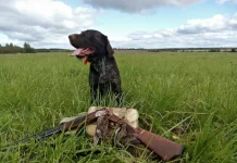 Летне-осенний сезон охоты открывается в Беларуси 12 июля