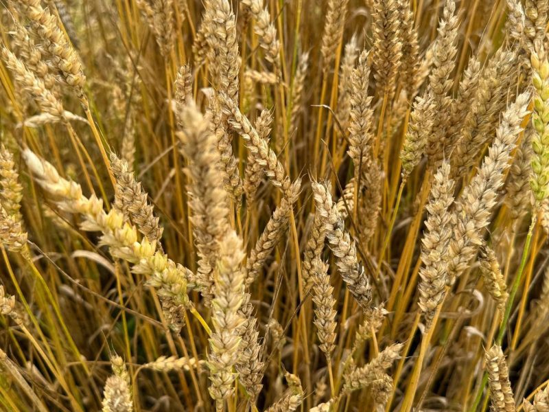 Игорь Сергеев: "Мы все трудимся сообща, чтобы в итоге получить высокий результат"