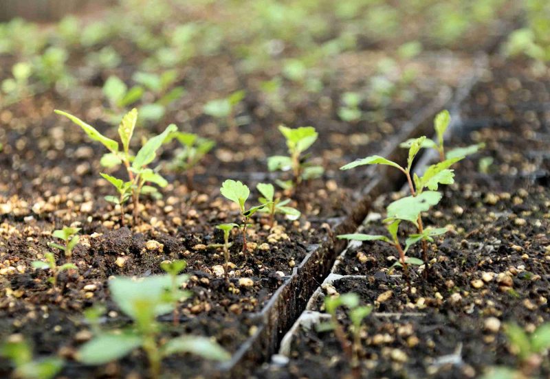 Лес рук! Костюковичские студотряды проводят трудовое лето в лесхозе Лес рук! Костюковичские студотряды проводят трудовое лето в лесхозе