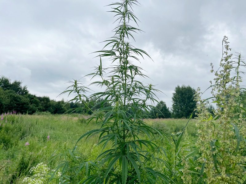 Около 2 га дикорастущей конопли уничтожено в Костюковичском районе