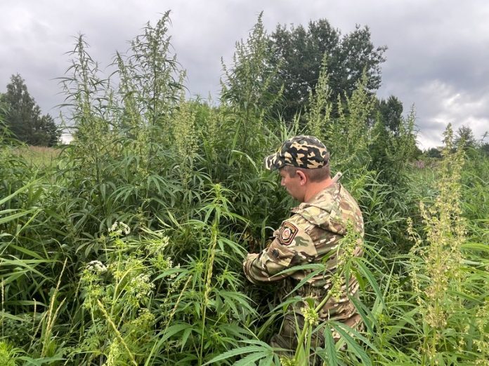 Около 2 га дикорастущей конопли уничтожено в Костюковичском районе